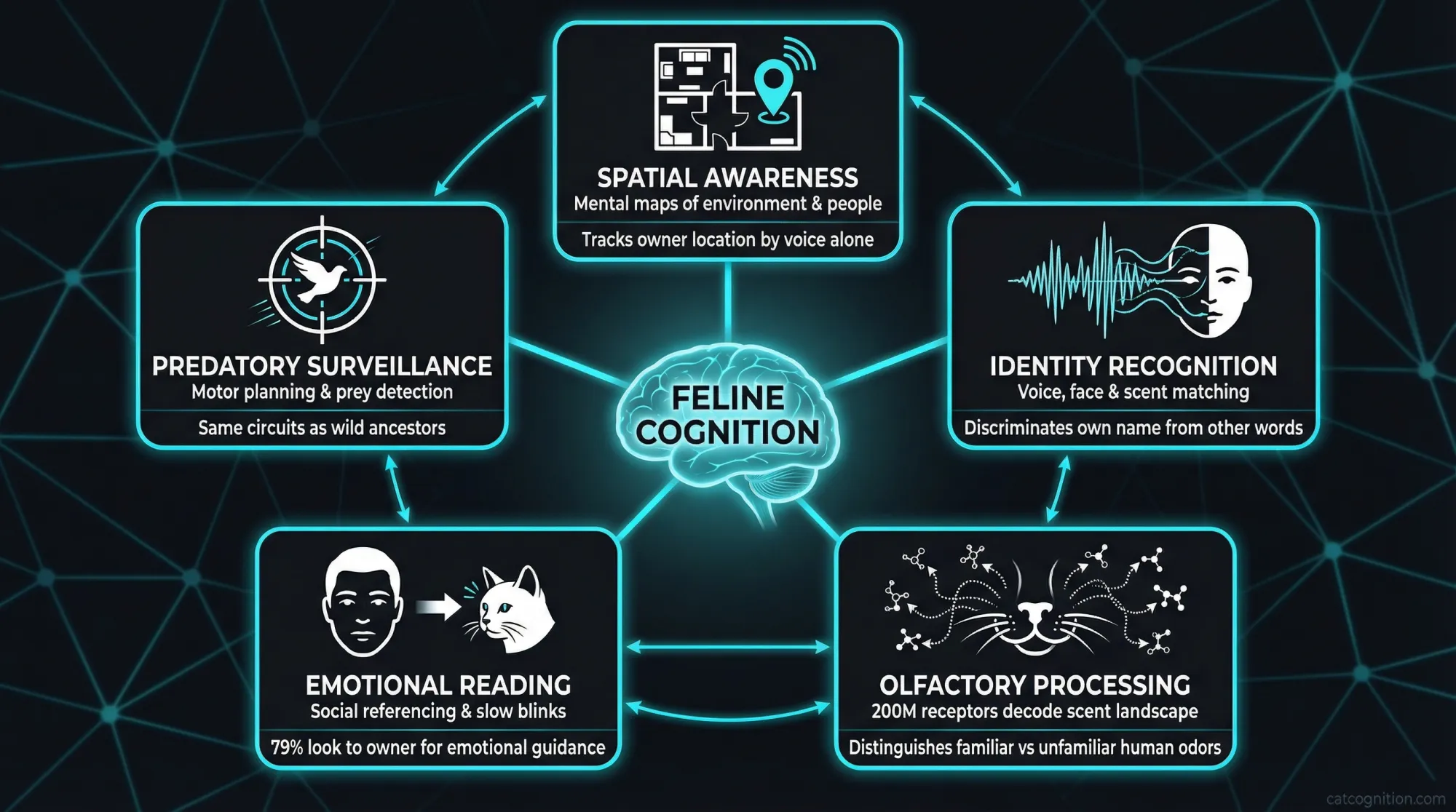 Five domains of feline cognition diagram