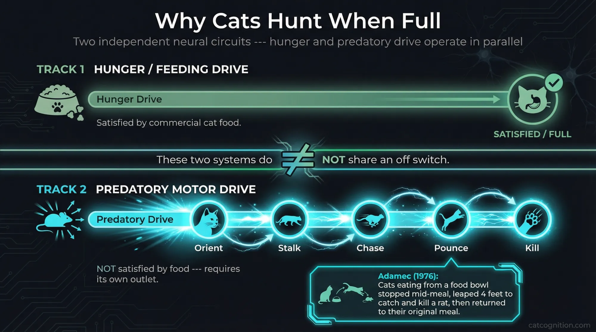 Parallel neural tracks diagram showing hunger drive and predatory drive operating independently in cats