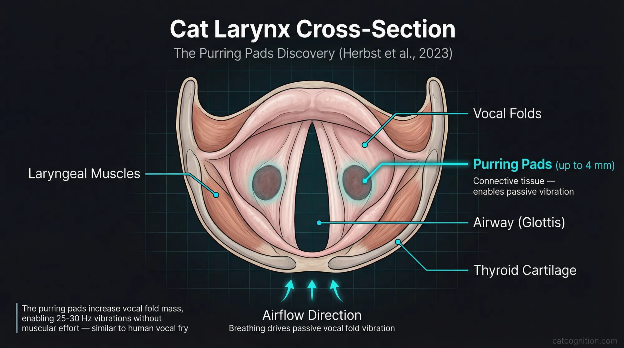Anatomical cross-section diagram of a cat's larynx showing the key structures involved in purring: laryngeal muscles, vocal folds, the specialized connective tissue purring pads (up to 4 mm in diameter) discovered by Herbst et al. in 2023, the glottis airway, and the thyroid cartilage. Arrows indicate airflow direction through the glottis that drives passive vocal fold vibration at 25-30 Hz without neural input.