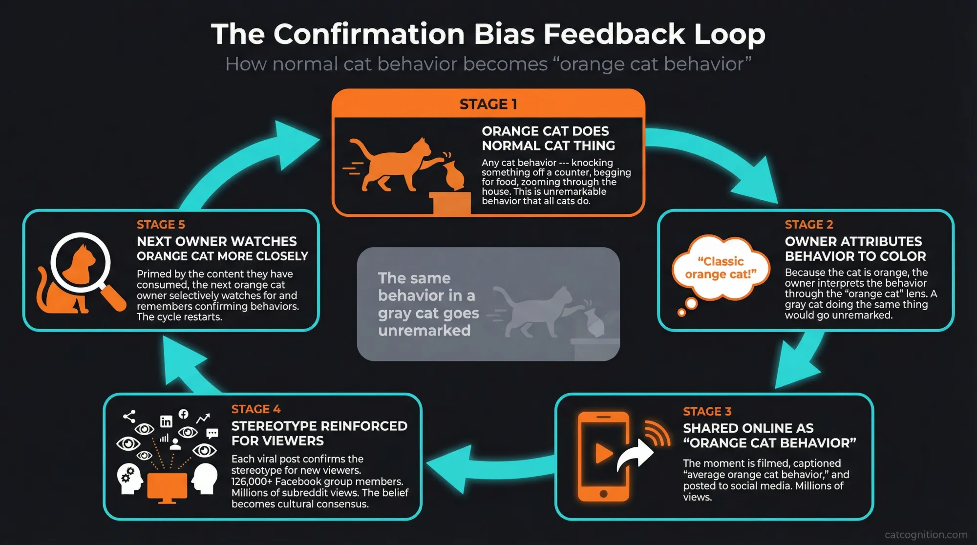 Confirmation bias feedback loop diagram showing how normal cat behavior becomes the orange cat behavior stereotype