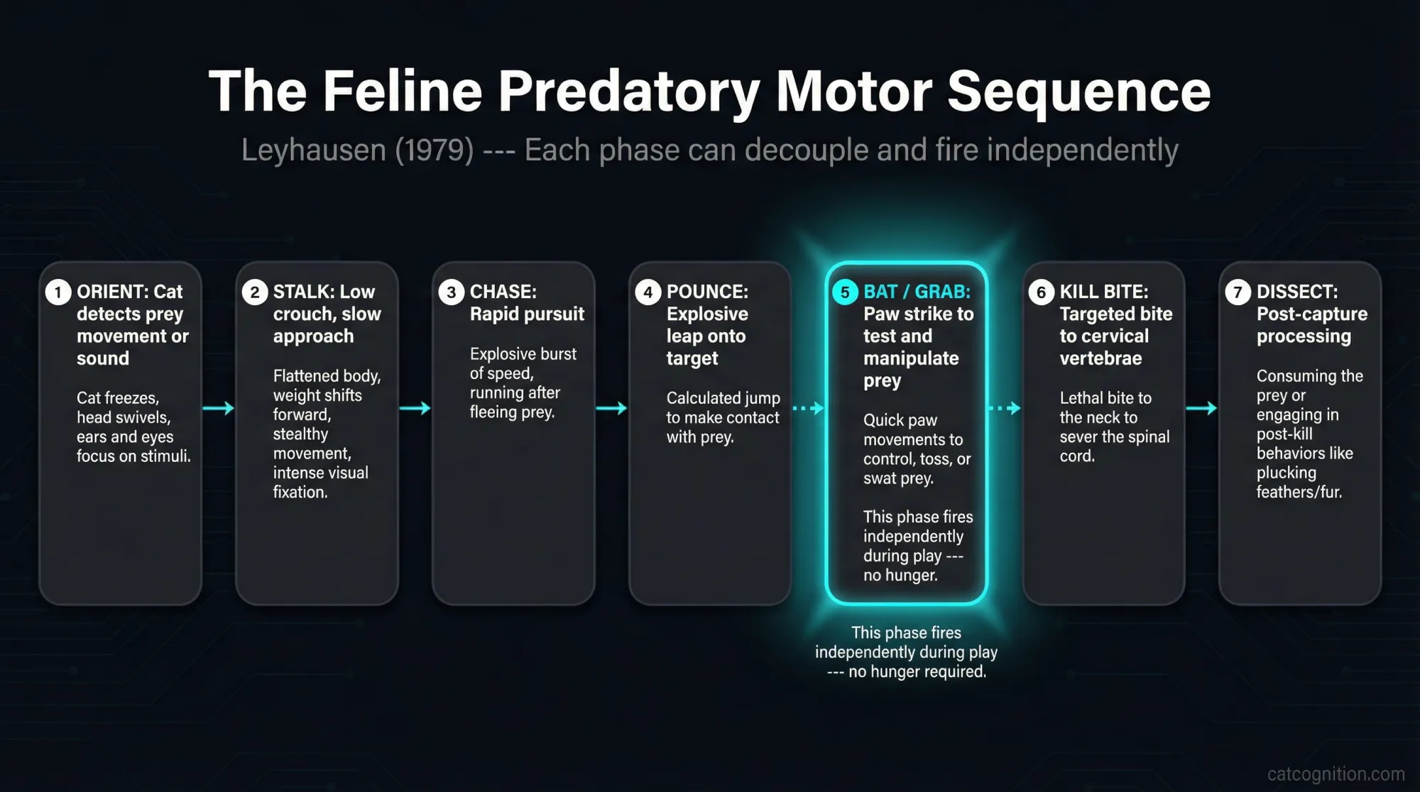 Feline predatory motor sequence diagram showing 7 hunting phases with batting highlighted as the decoupled phase