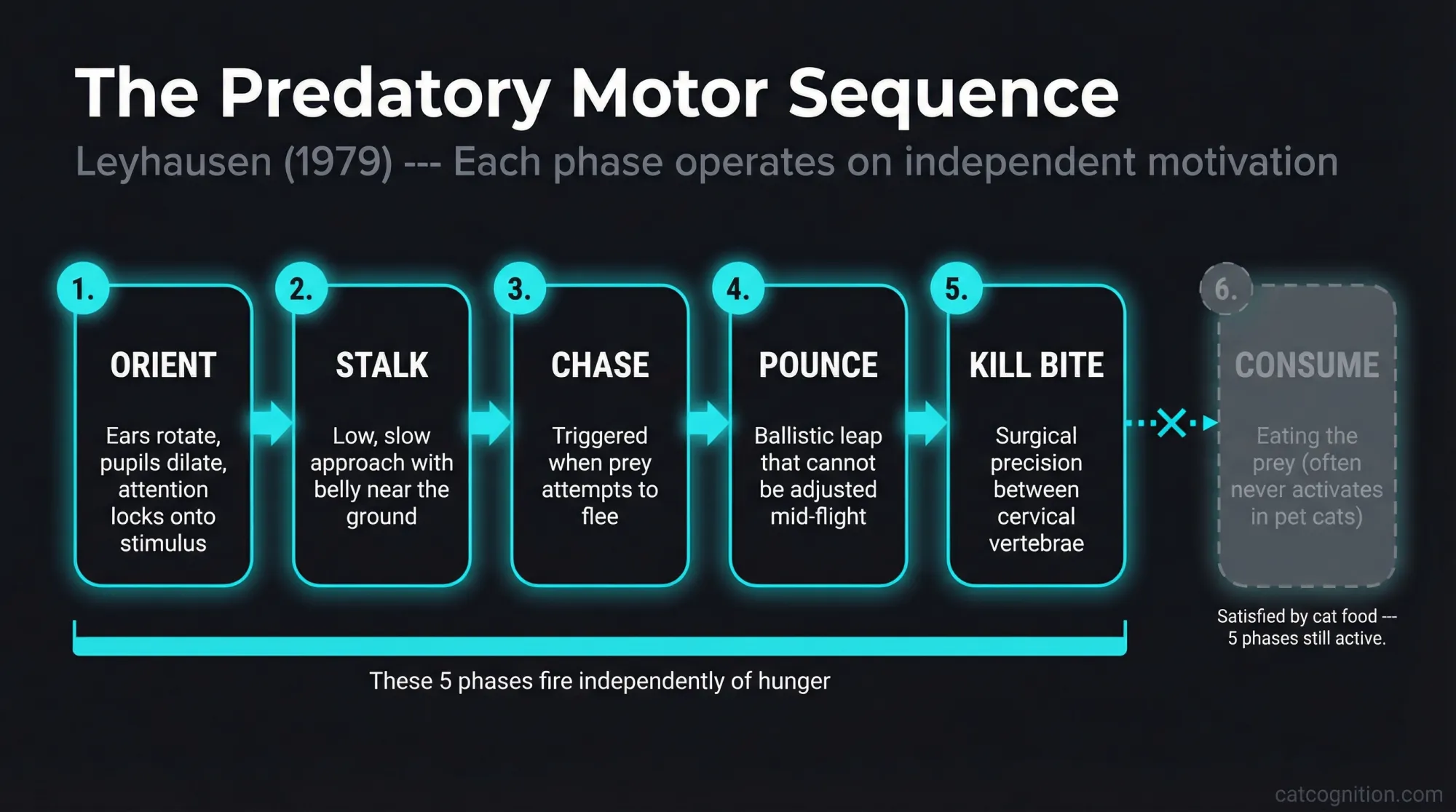 Predatory motor sequence diagram showing six hunting phases with consume phase dimmed to show independence from hunger