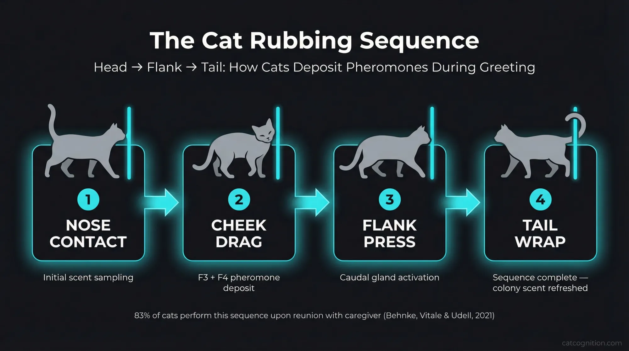 Process diagram illustrating the complete cat rubbing greeting sequence in 4 stages: nose contact (initial scent sampling), cheek drag (F3 and F4 pheromone deposit), flank press (caudal gland activation), and tail wrap (colony scent refresh). Includes the statistic that 83% of cats perform this sequence upon reunion with their caregiver.