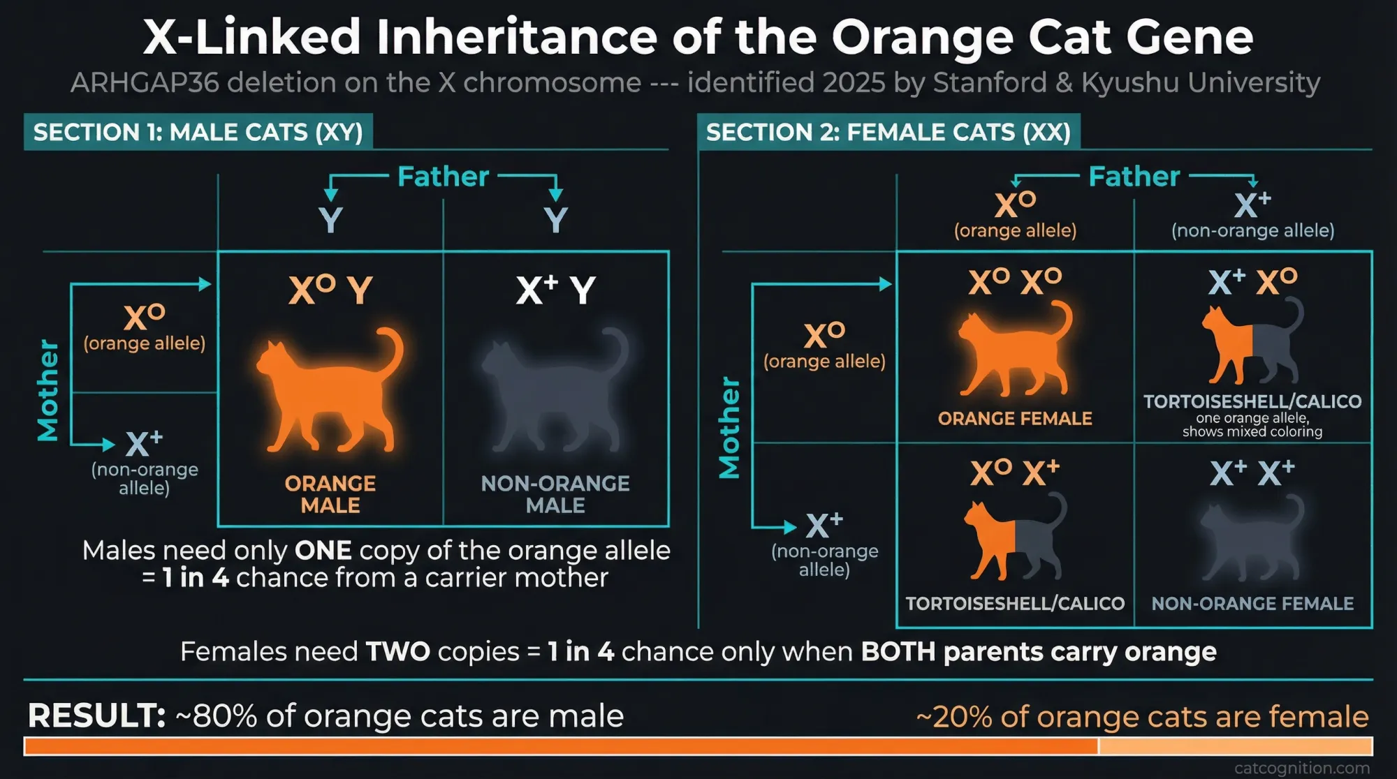 X-linked inheritance diagram showing how the orange gene creates the 80 to 20 male-to-female ratio in orange cats