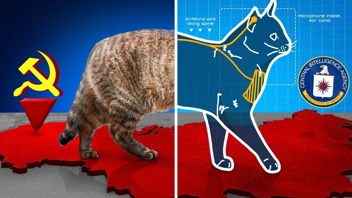 Operation Acoustic Kitty: Why the CIA's $20 Million Spy Cat Failed