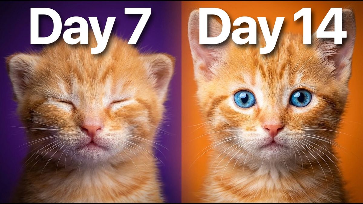 When Do Kittens Open Their Eyes? Day-by-Day Development Guide