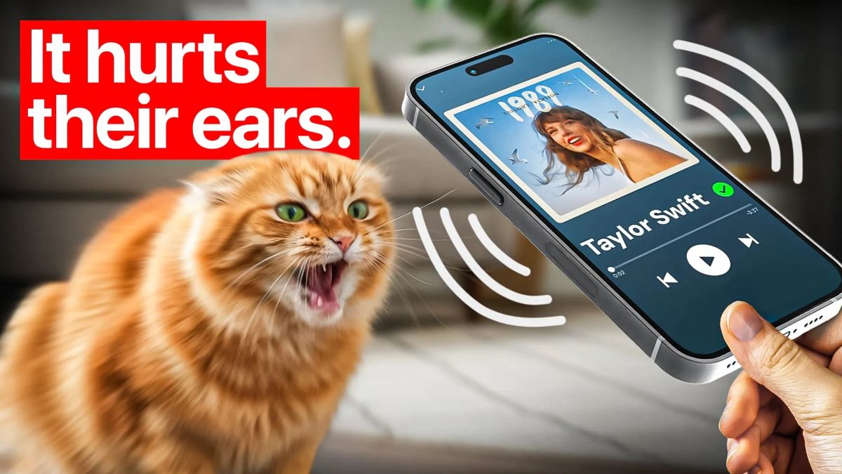 Why Cats Hate Your Music: The Science of Feline Hearing