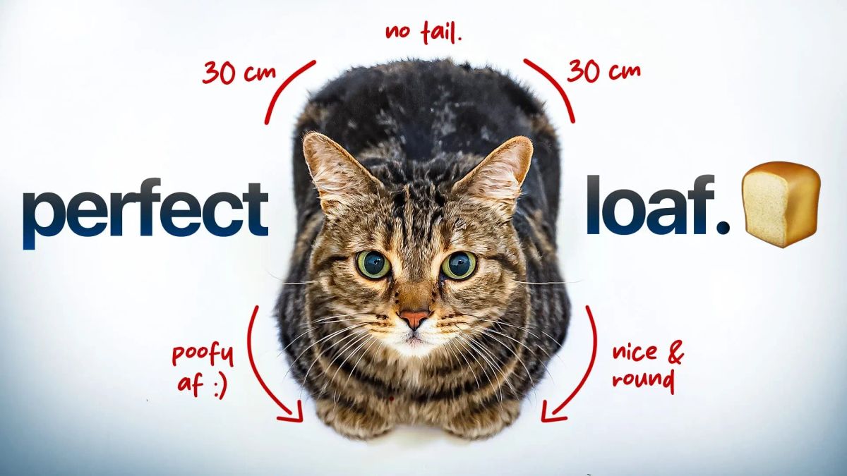 Why Do Cats Loaf? The Science Behind Tucked Paws Explained