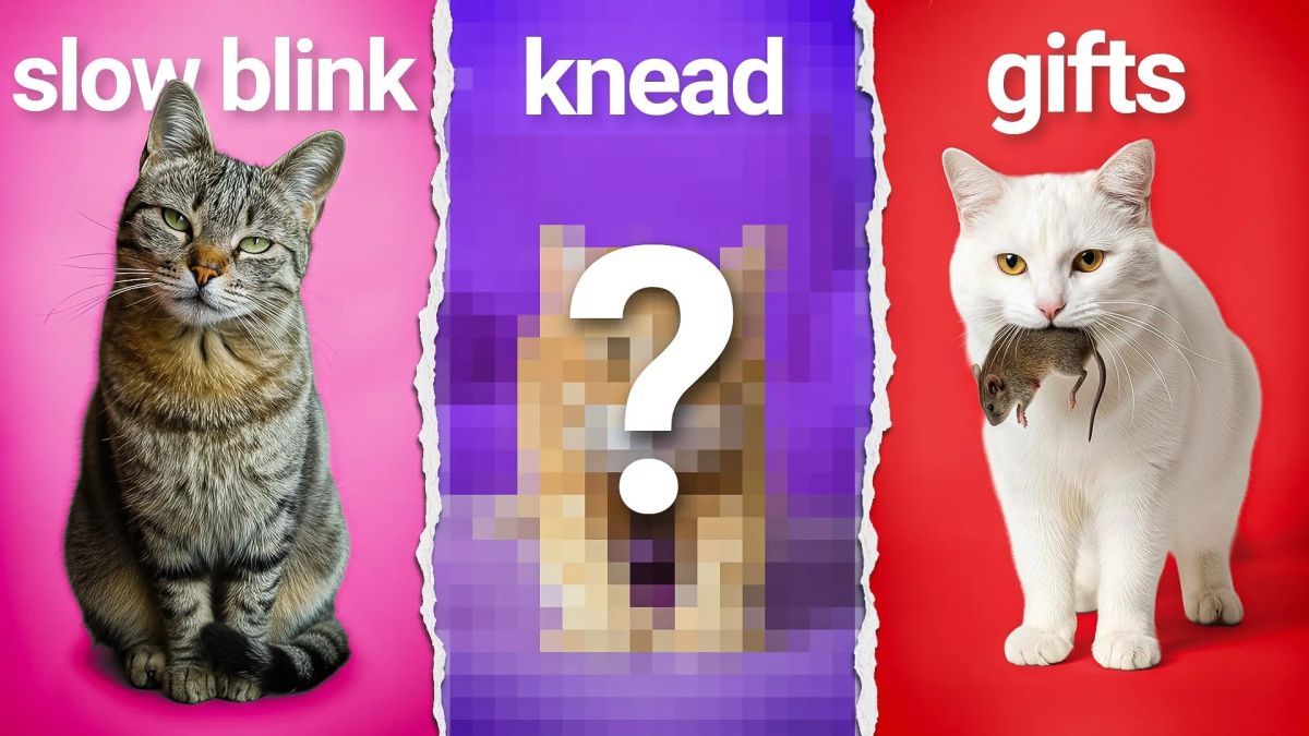 Does My Cat Love Me? 10 Scientific Signs of Affection