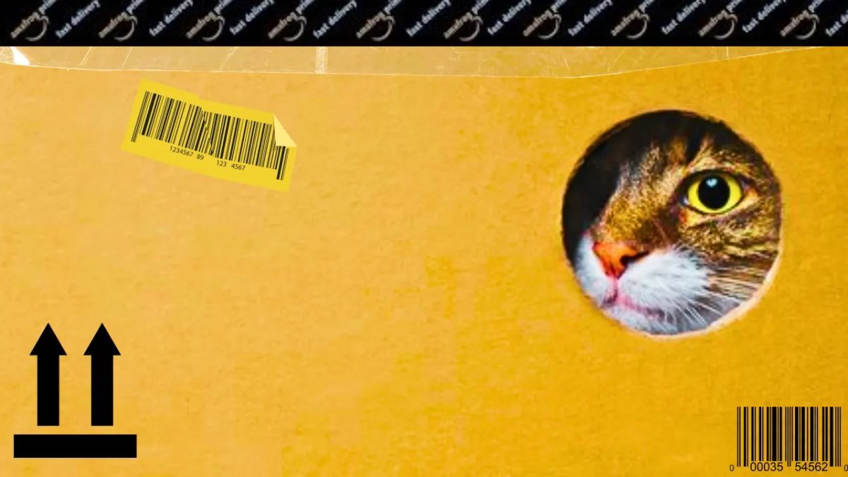 How a Cat Survived 650 Miles in an Amazon Box: The Science Behind Galena's Miracle Journey