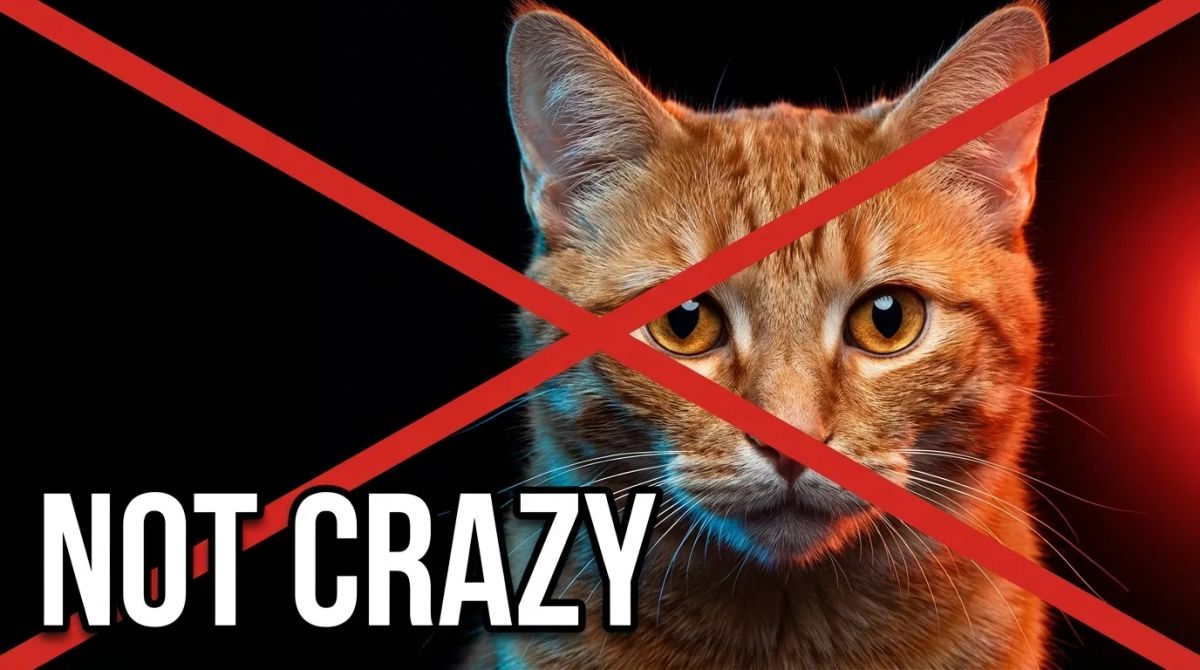 Your Cat Isn't a Psychopath: What Science Actually Says About Feline Behavior