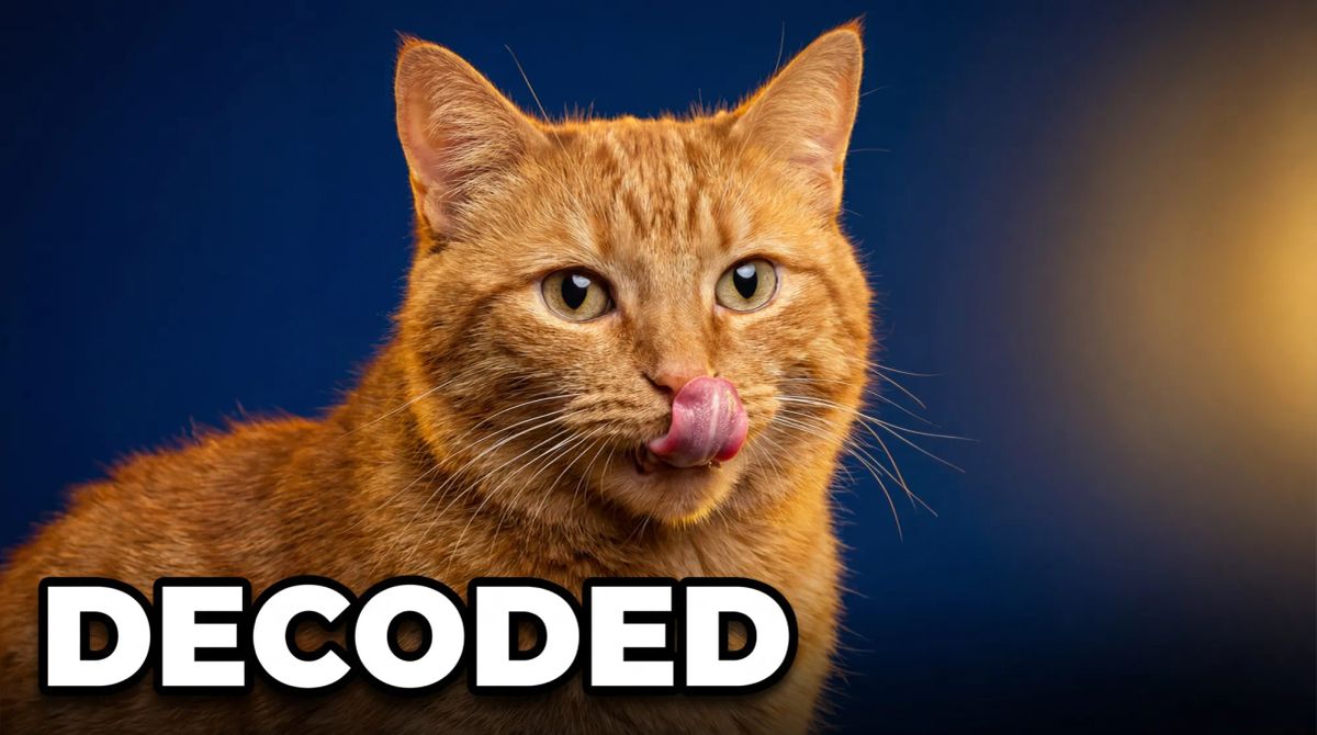 Why Does My Cat Lick Me? The Science Behind Feline Grooming