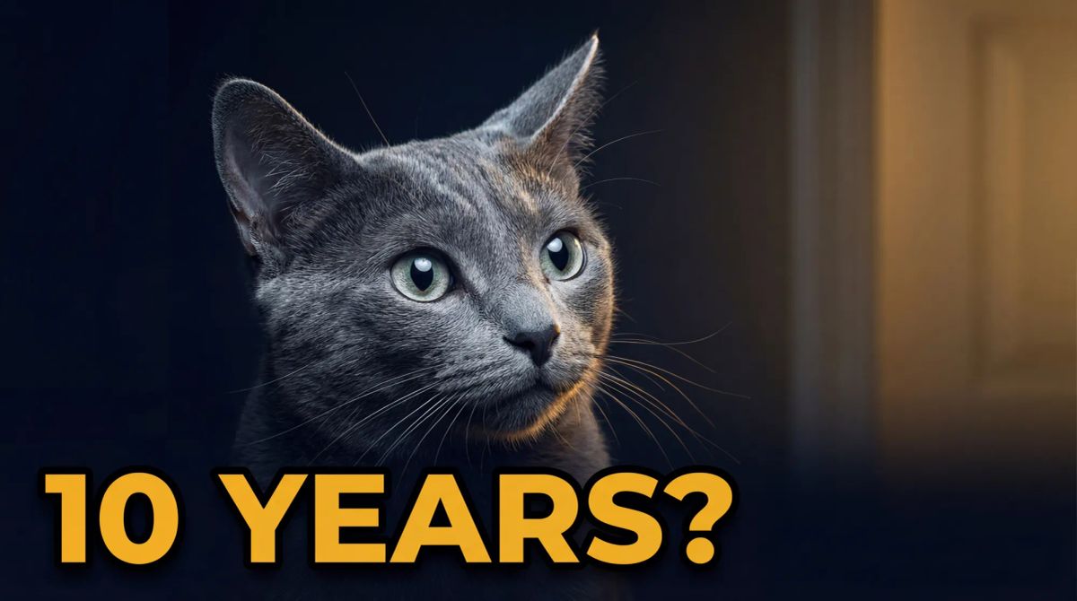 Do Cats Remember People? The Science of Feline Memory