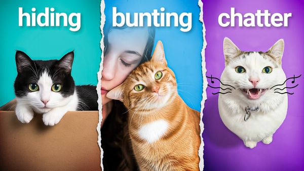 Every Cat Body Language Signal Explained: The Science of Feline Communication