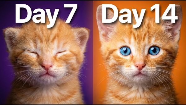 When Do Kittens Open Their Eyes? Day-by-Day Development Guide