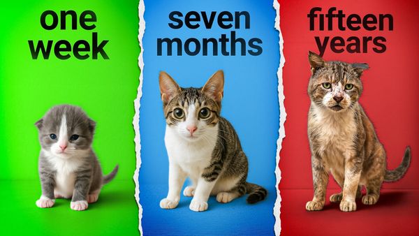 Cat Life Stages Explained: The 6 Ages from Kitten to Senior