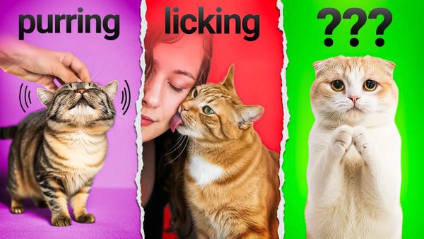 Every Way Cats Apologise Explained: The Science of Post-Conflict Behavior