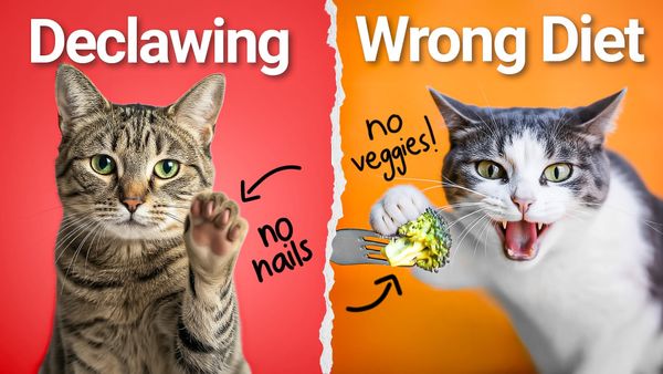 7 Common Cat Owner Mistakes (And How to Fix Them)