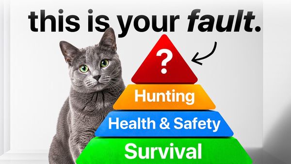 Everything Your Cat Expects From You, Explained