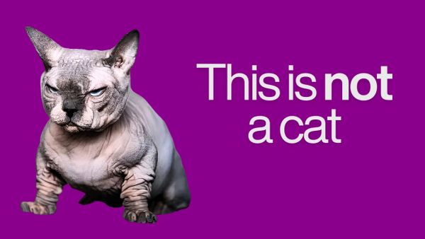 How Extreme Breeding Broke Cats: The 75-Year Experiment That Cut Lifespans in Half