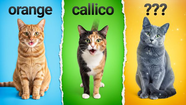 Why Are Orange Cats Almost Always Male? Cat Coat Color Genetics Explained