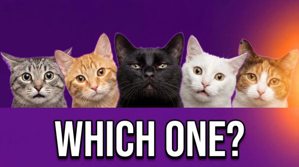 Cat Personality Types Explained: Science-Backed Guide to Your Cat's Temperament