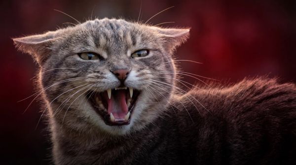 Why Do Cats Bite? The 6 Types of Cat Biting and How to Stop Each One