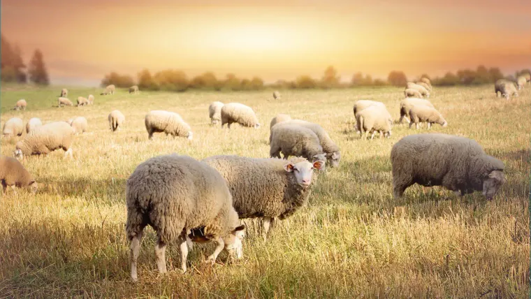 The untranslated word in Genesis 2