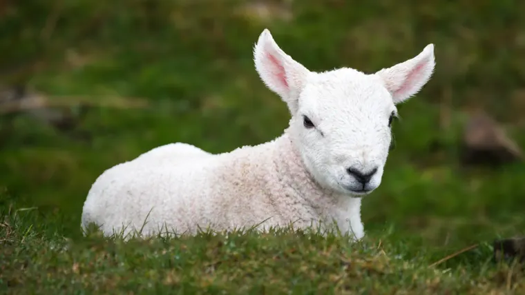 What is the wrath of the Lamb?