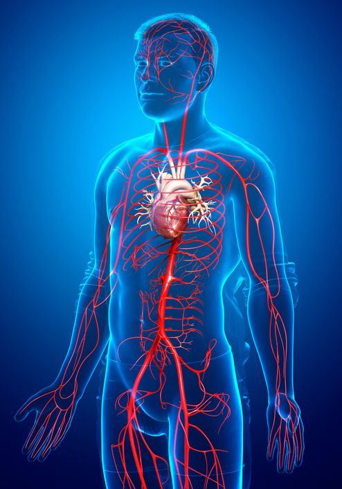 8 Amazing Facts About the Human Body