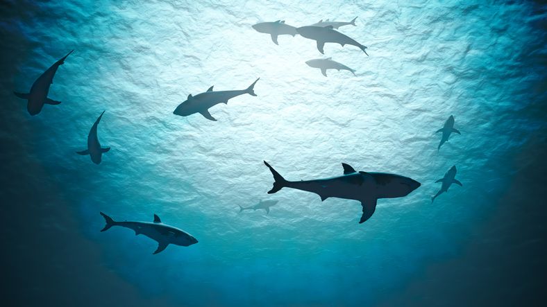 10 Captivating Facts About Sharks