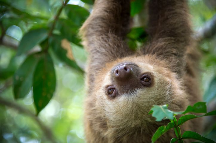 10 Fantastic Facts About Sloths