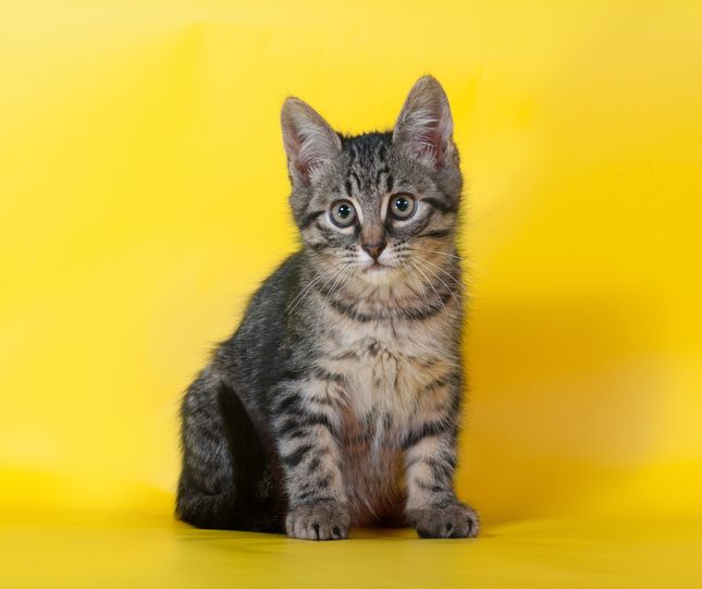 10 Incredible Facts About Cats