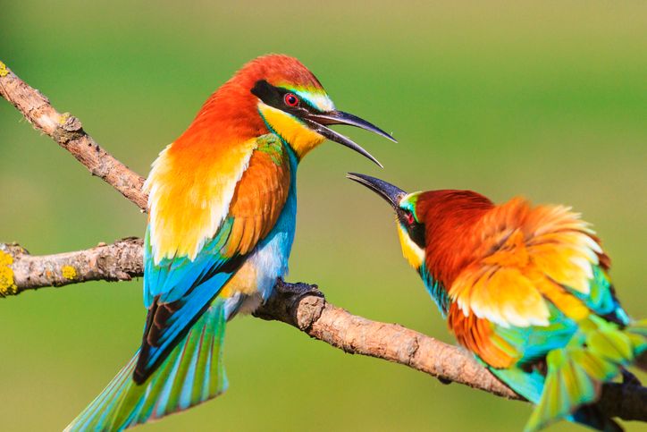 7 Colorful Facts About Birds