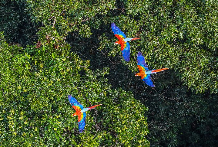7 Incredible Facts About the Rainforest