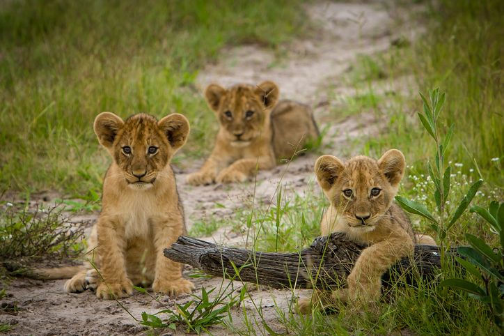 6 Adorable Baby Animal Facts