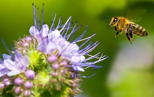 7 Fun Facts About Bees