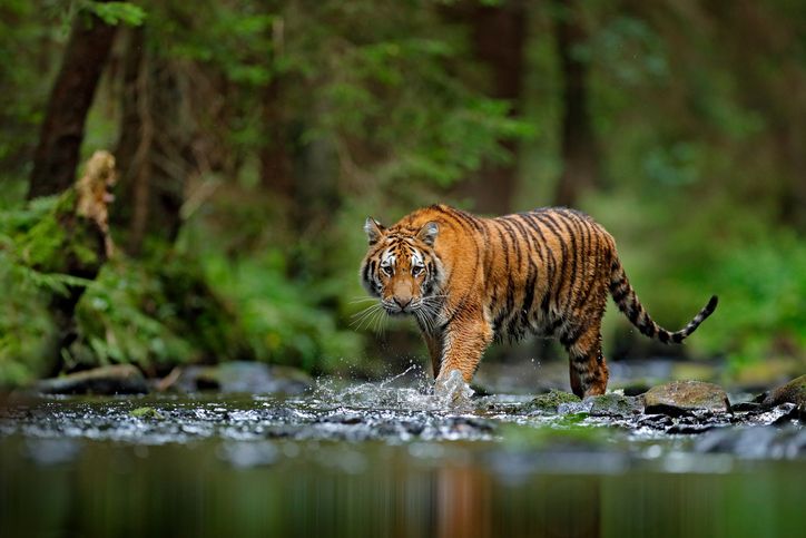 Fun Facts About Tigers