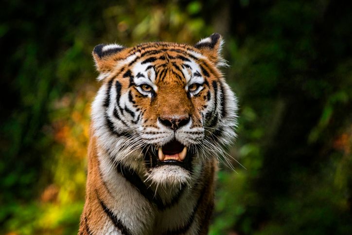 Tiger - Close View
