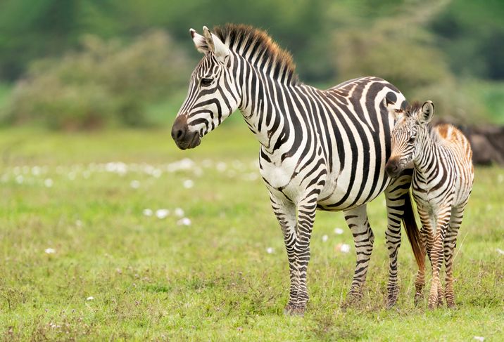 Plains Zebra and baby