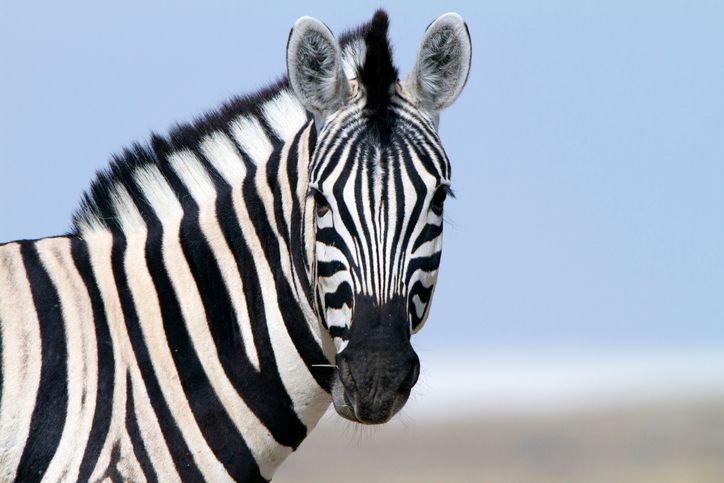 7 Fun Facts About Zebras