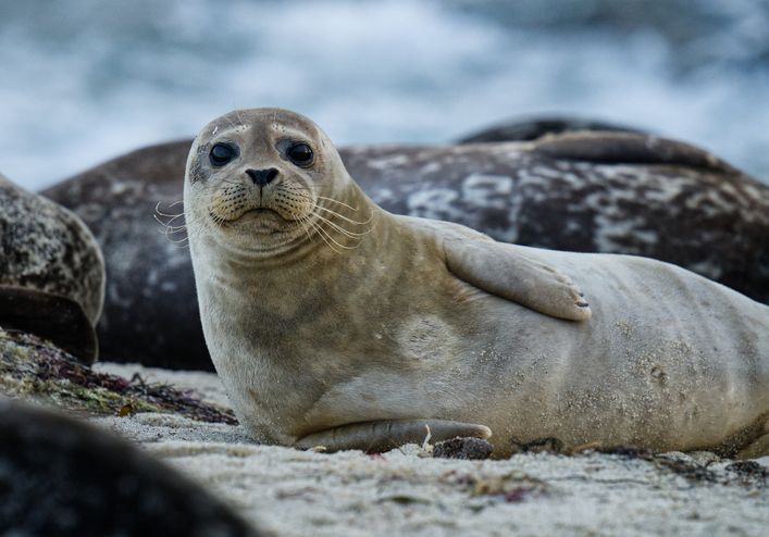 7 Sensational Facts About Seals