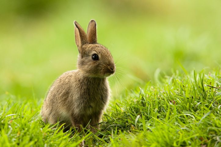 6 Fun Facts About Rabbits