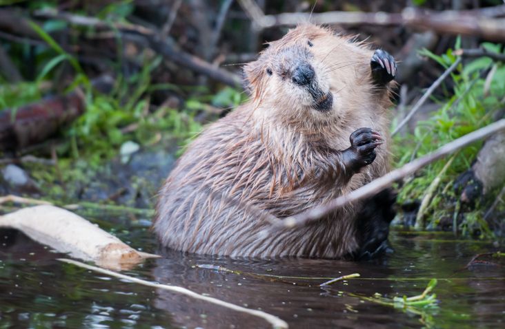 7 Interesting Facts About Beavers