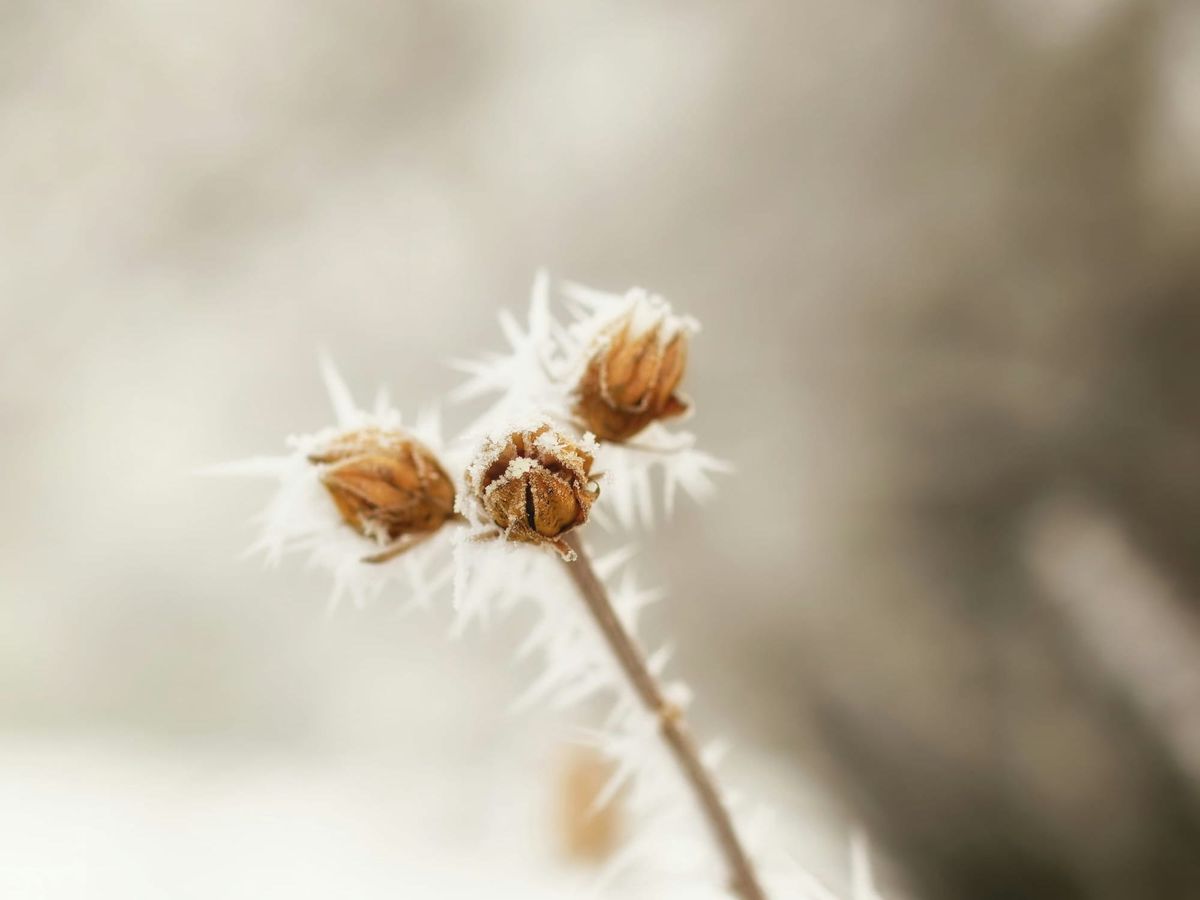 in a world without violence (we are the garden)