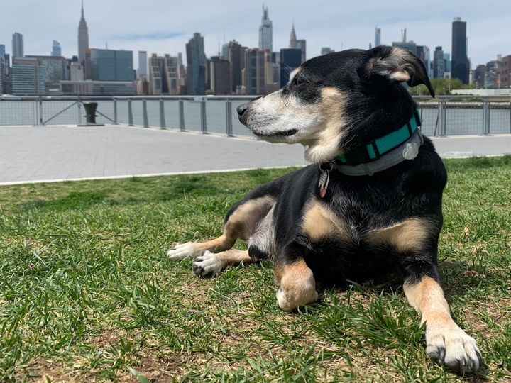 Bao sitting on grass with New York City skyline in the background