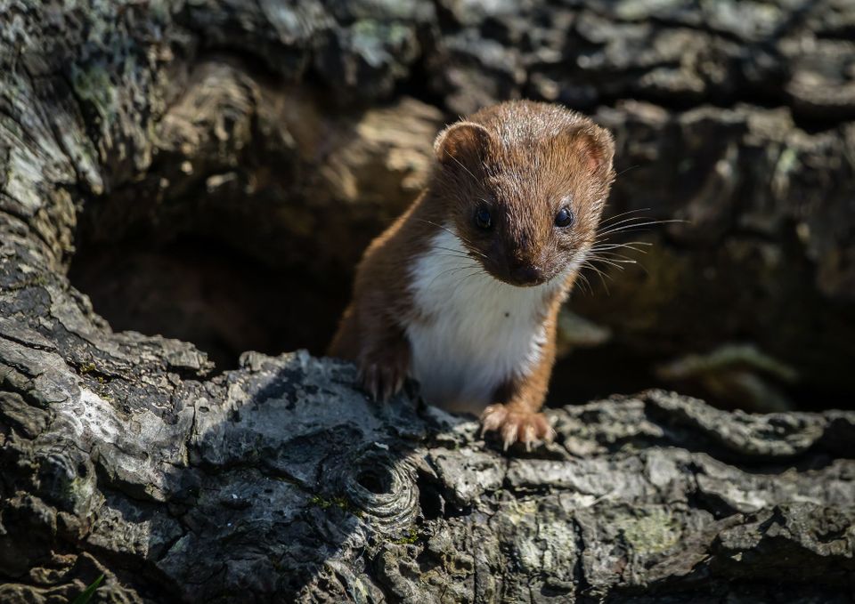 brown and white weasel looking over the top of a branch