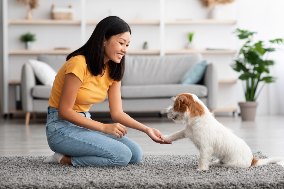 Pet Boarding vs. Professional Home Sitters: A Practical Decision Guide