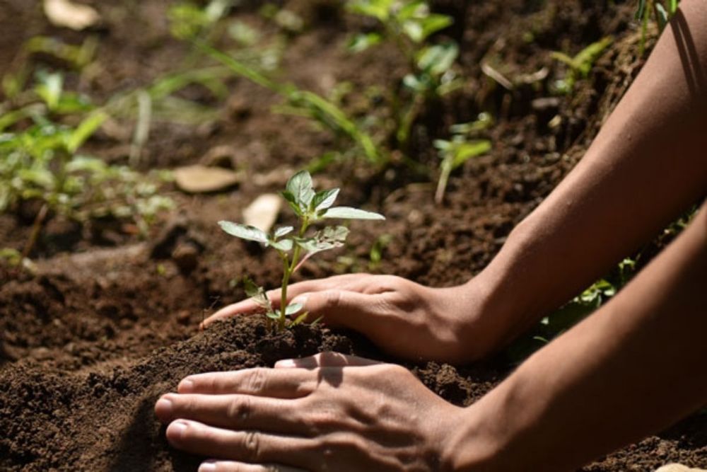 Expo 2020 joins Mastercard in planting 100 million trees