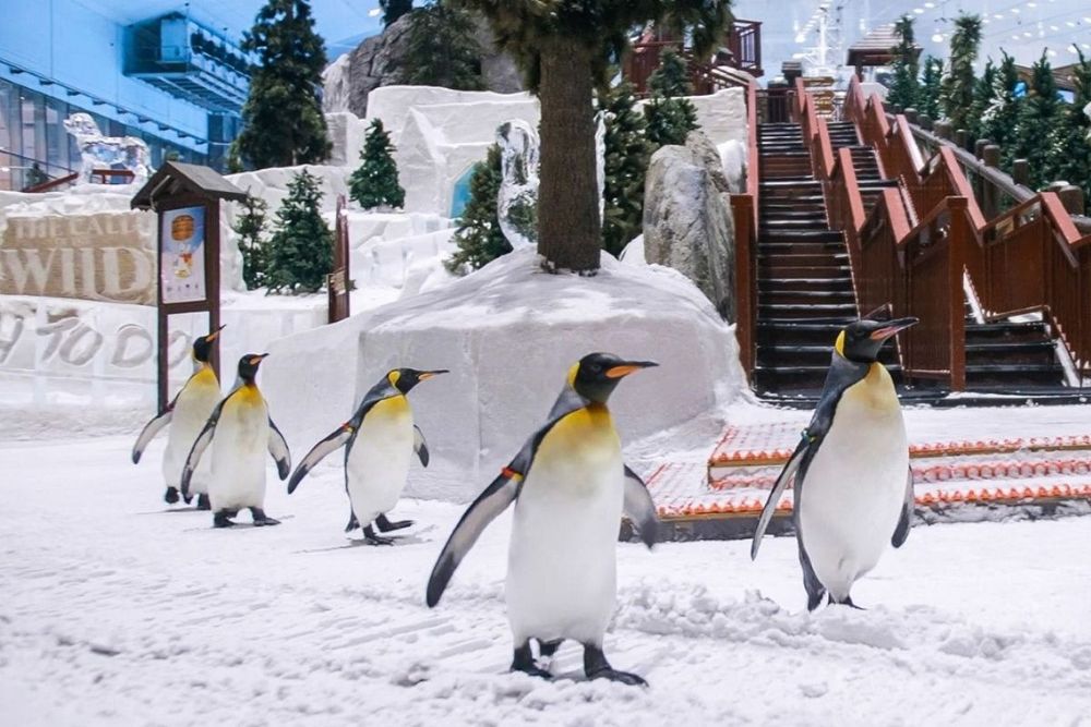 Ski Dubai wins ‘World’s Best Indoor Ski Resort’ for fifth consecutive year